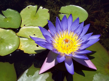 3 Organic Mixed Colors LOTUS Nelumbo Nucifera Pond Water Lily Lilypad Blue Red Flower Large Seeds